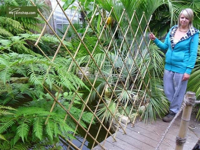 Bamboe Harmonica Trellis 90 X 180 Cm 4 Bamboe Harmonica Trellis 90 X 180 Cm - Afbeelding 2