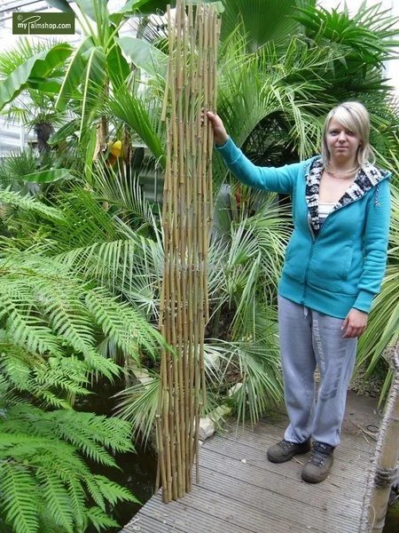 Bamboe Harmonica Trellis 90 X 180 Cm 5 Bamboe Harmonica Trellis 90 X 180 Cm - Afbeelding 3