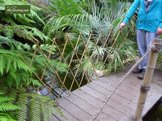 Bamboe Harmonica Trellis 90 X 180 Cm 6 Bamboe Harmonica Trellis 90 X 180 Cm - Afbeelding 4