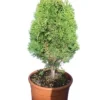 Thuja Orientalis Aurea Nana - Totale Hoogte 60-80 Cm - Pot Γ 32 Cm 2 Thuja Orientalis Aurea Nana - Totale Hoogte 60-80 Cm - Pot Γ 32 Cm -Flora Hart Verkoopwinkel 1566787609