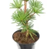 Sciadopitys Verticillata Sternschnuppe - Pot 3 Ltr -Flora Hart Verkoopwinkel 1796133183