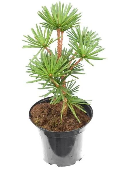 Sciadopitys Verticillata Sternschnuppe - Pot 3 Ltr 3 Sciadopitys Verticillata Sternschnuppe - Pot 3 Ltr