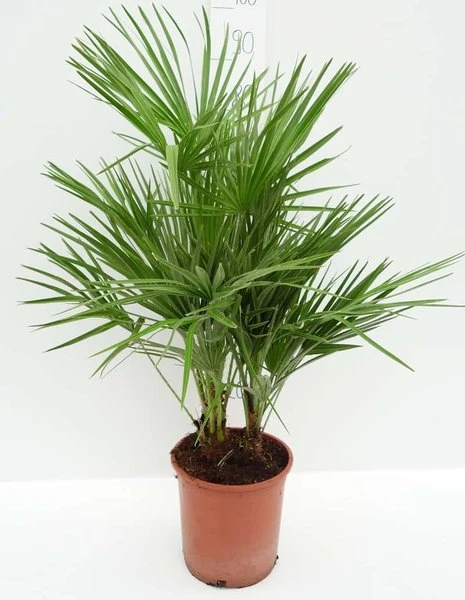 Chamaerops Humilis - Totale Hoogte 80-100 Cm - Pot Ø 21 Cm 3 Chamaerops Humilis - Totale Hoogte 80-100 Cm - Pot Ø 21 Cm