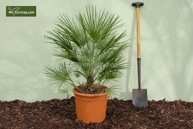 Chamaerops Humilis - Totale Hoogte 80-100 Cm - Pot Ø 21 Cm 4 Chamaerops Humilis - Totale Hoogte 80-100 Cm - Pot Ø 21 Cm - Afbeelding 2