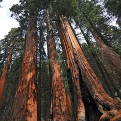 Sequoiadendron Giganteum - Pot 5 Ltr -Flora Hart Verkoopwinkel 1802263065