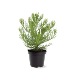 Sequoiadendron Giganteum - Pot 5 Ltr -Flora Hart Verkoopwinkel 1802263068