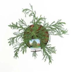 Sequoiadendron Giganteum - Pot 5 Ltr -Flora Hart Verkoopwinkel 1802263071