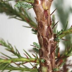 Sequoiadendron Giganteum - Pot 5 Ltr -Flora Hart Verkoopwinkel 1802263074