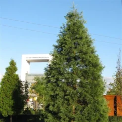 Sequoiadendron Giganteum - Pot 5 Ltr -Flora Hart Verkoopwinkel 1802263083