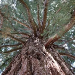 Sequoiadendron Giganteum - Pot 5 Ltr -Flora Hart Verkoopwinkel 1802263086