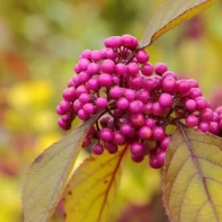 Callicarpa Bodinieri Profusion - Totale Hoogte 100+ Cm - Pot Ø 21 Cm