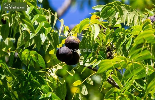 Juglans Nigra - Totale Hoogte 50-70 Cm - Pot Ø 22 Cm 3 Juglans Nigra - Totale Hoogte 50-70 Cm - Pot Ø 22 Cm