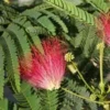 Albizia Julibrissin Rouge - Totale Hoogte 70-90 - Pot Ø 22 Cm 2 Albizia Julibrissin Rouge - Totale Hoogte 70-90 - Pot Ø 22 Cm -Flora Hart Verkoopwinkel 1804775706