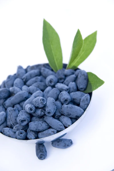 Lonicera Kamtschatica Sinoglaska - Pot 2 Ltr 4 Lonicera Kamtschatica Sinoglaska - Pot 2 Ltr - Afbeelding 2