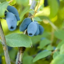 Lonicera Kamtschatica Sinoglaska - Pot 2 Ltr 7 Lonicera Kamtschatica Sinoglaska - Pot 2 Ltr -Flora Hart Verkoopwinkel 1810772805