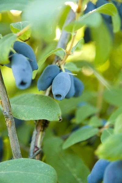 Lonicera Kamtschatica Sinoglaska - Pot 2 Ltr 5 Lonicera Kamtschatica Sinoglaska - Pot 2 Ltr - Afbeelding 3