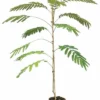 Albizia Julibrissin Ombrella Boubri - Totale Hoogte 90+ Cm - Pot Ø 22 Cm -Flora Hart Verkoopwinkel 1813632720