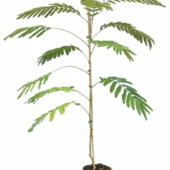 Albizia Julibrissin Ombrella Boubri - Totale Hoogte 90+ Cm - Pot Ø 22 Cm