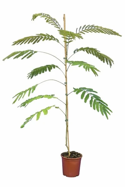 Albizia Julibrissin Ombrella Boubri - Totale Hoogte 90+ Cm - Pot Ø 22 Cm 3 Albizia Julibrissin Ombrella Boubri - Totale Hoogte 90+ Cm - Pot Ø 22 Cm