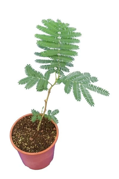 Albizia Julibrissin Ombrella Boubri - Totale Hoogte 30+ - Pot Ø 17 Cm 4 Albizia Julibrissin Ombrella Boubri - Totale Hoogte 30+ - Pot Ø 17 Cm - Afbeelding 2