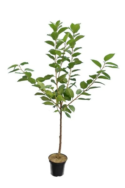 Prunus Avium Grosse Späte Schwarze Knorpelkirsche - Totale Hoogte 160+ Cm - Pot Ø 26 Cm 4 Prunus Avium Grosse Späte Schwarze Knorpelkirsche - Totale Hoogte 160+ Cm - Pot Ø 26 Cm - Afbeelding 2