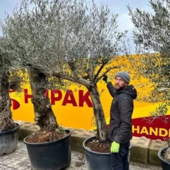 Olea Europaea - Stam 90-110 Cm - Stamomtrek 50-70 Cm [pallet]