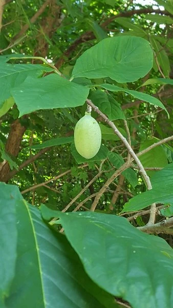 Asimina Triloba Sunflower - Totale Hoogte 80-100 Cm - 2 Ltr Pot 3 Asimina Triloba Sunflower - Totale Hoogte 80-100 Cm - 2 Ltr Pot