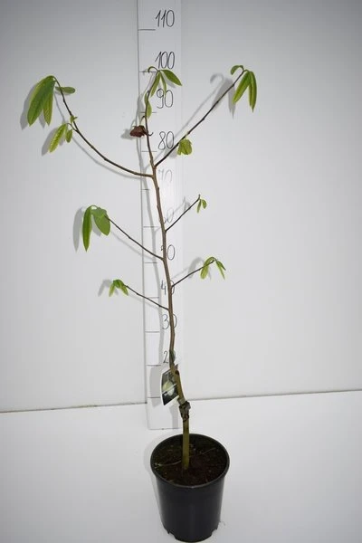 Asimina Triloba Sunflower - Totale Hoogte 80-100 Cm - 2 Ltr Pot 4 Asimina Triloba Sunflower - Totale Hoogte 80-100 Cm - 2 Ltr Pot - Afbeelding 2