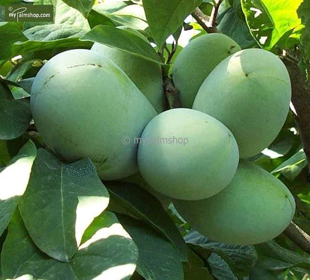 Asimina Triloba Overlese - Totale Hoogte 80+ Cm - 2 Ltr Pot 3 Asimina Triloba Overlese - Totale Hoogte 80+ Cm - 2 Ltr Pot