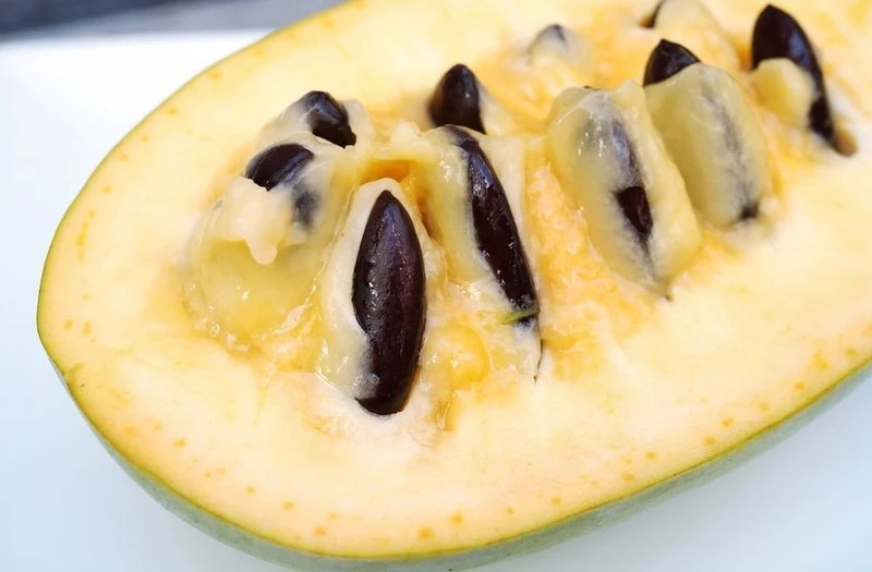 Asimina Triloba Davis - Totale Hoogte 80+ Cm - 2 Ltr Pot 3 Asimina Triloba Davis - Totale Hoogte 80+ Cm - 2 Ltr Pot