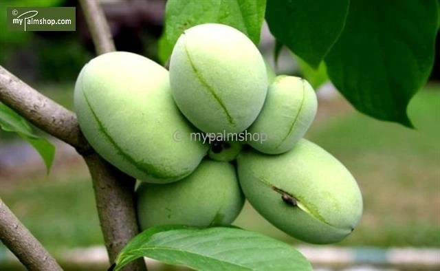 Asimina Triloba Davis - Totale Hoogte 80+ Cm - 2 Ltr Pot 4 Asimina Triloba Davis - Totale Hoogte 80+ Cm - 2 Ltr Pot - Afbeelding 2