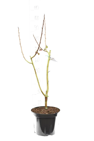 Asimina Triloba Davis - Totale Hoogte 80+ Cm - 2 Ltr Pot 5 Asimina Triloba Davis - Totale Hoogte 80+ Cm - 2 Ltr Pot - Afbeelding 3