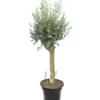 Olea Europaea - Wild Form - Stam 80-100 Cm - Stamomtrek 20-30 Cm - Pot Ø 45 Cm [pallet] -Flora Hart Verkoopwinkel 1875110442