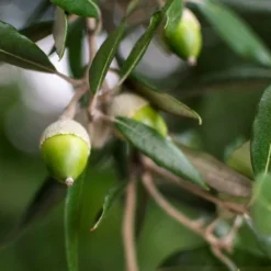 Quercus Ilex - Totale Hoogte 140+ Cm - Pot Ø 26 Cm -Flora Hart Verkoopwinkel 1875126933