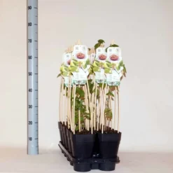 Morus Alba Dolce Vita - Pot 2 Ltr