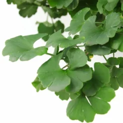 Ginkgo Biloba Op Stam - Totale Hoogte 200+ Cm - Pot 18 Ltr [pallet] -Flora Hart Verkoopwinkel 1895483067