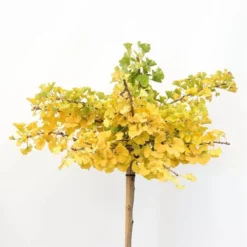 Ginkgo Biloba Op Stam - Totale Hoogte 200+ Cm - Pot 18 Ltr [pallet] -Flora Hart Verkoopwinkel 1895483070
