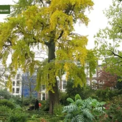 Ginkgo Biloba Sp. Menhir 3 Ltr. -Flora Hart Verkoopwinkel 1895484402