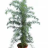 Cedrus Deodara - Totale Hoogte 90-110 Cm - Pot Ø 23 Cm -Flora Hart Verkoopwinkel 1907065758