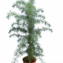 Cedrus Deodara - Totale Hoogte 90-110 Cm - Pot Ø 23 Cm