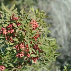 Pistacia Lentiscus - Totale Hoogte 40-60 Cm - Pot Ø 18 Cm -Flora Hart Verkoopwinkel 1912962810