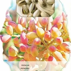 Pistacia Lentiscus - Pot 2 Ltr -Flora Hart Verkoopwinkel 1912962867