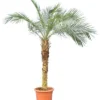 Phoenix Roebelenii - Stam 80-100 Cm [pallet] -Flora Hart Verkoopwinkel 1914008121