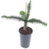 Araucaria Araucana - Totale Hoogte 35-45 Cm - Pot 3 Ltr -Flora Hart Verkoopwinkel 1919269716