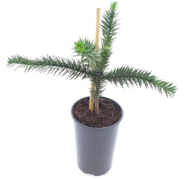 Araucaria Araucana - Totale Hoogte 35-45 Cm - Pot 3 Ltr 3 Araucaria Araucana - Totale Hoogte 35-45 Cm - Pot 3 Ltr