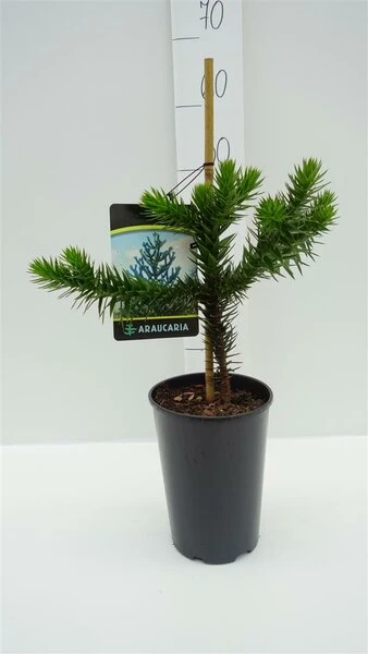 Araucaria Araucana - Totale Hoogte 35-45 Cm - Pot 3 Ltr 4 Araucaria Araucana - Totale Hoogte 35-45 Cm - Pot 3 Ltr - Afbeelding 2