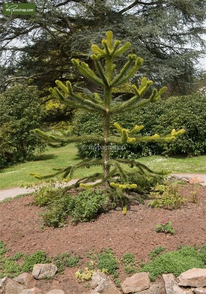 Araucaria Araucana - Totale Hoogte 35-45 Cm - Pot 3 Ltr 5 Araucaria Araucana - Totale Hoogte 35-45 Cm - Pot 3 Ltr - Afbeelding 3