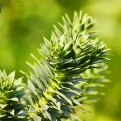 Araucaria Araucana - Totale Hoogte 35-45 Cm - Pot 3 Ltr 9 Araucaria Araucana - Totale Hoogte 35-45 Cm - Pot 3 Ltr -Flora Hart Verkoopwinkel 1919269725