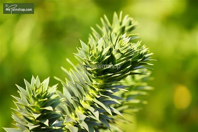 Araucaria Araucana - Totale Hoogte 35-45 Cm - Pot 3 Ltr 6 Araucaria Araucana - Totale Hoogte 35-45 Cm - Pot 3 Ltr - Afbeelding 4