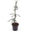 Cedrus Libani Glauca - Totale Hoogte 100-120 Cm - Pot Ø 28 Cm